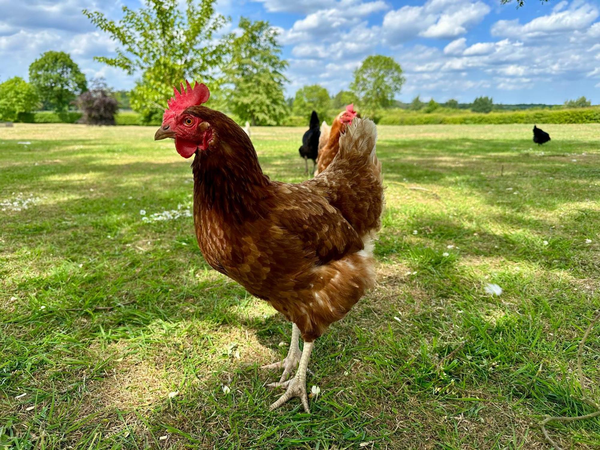 Newball Charming Hen Cottage Countryside Retreat Lincoln מראה חיצוני תמונה